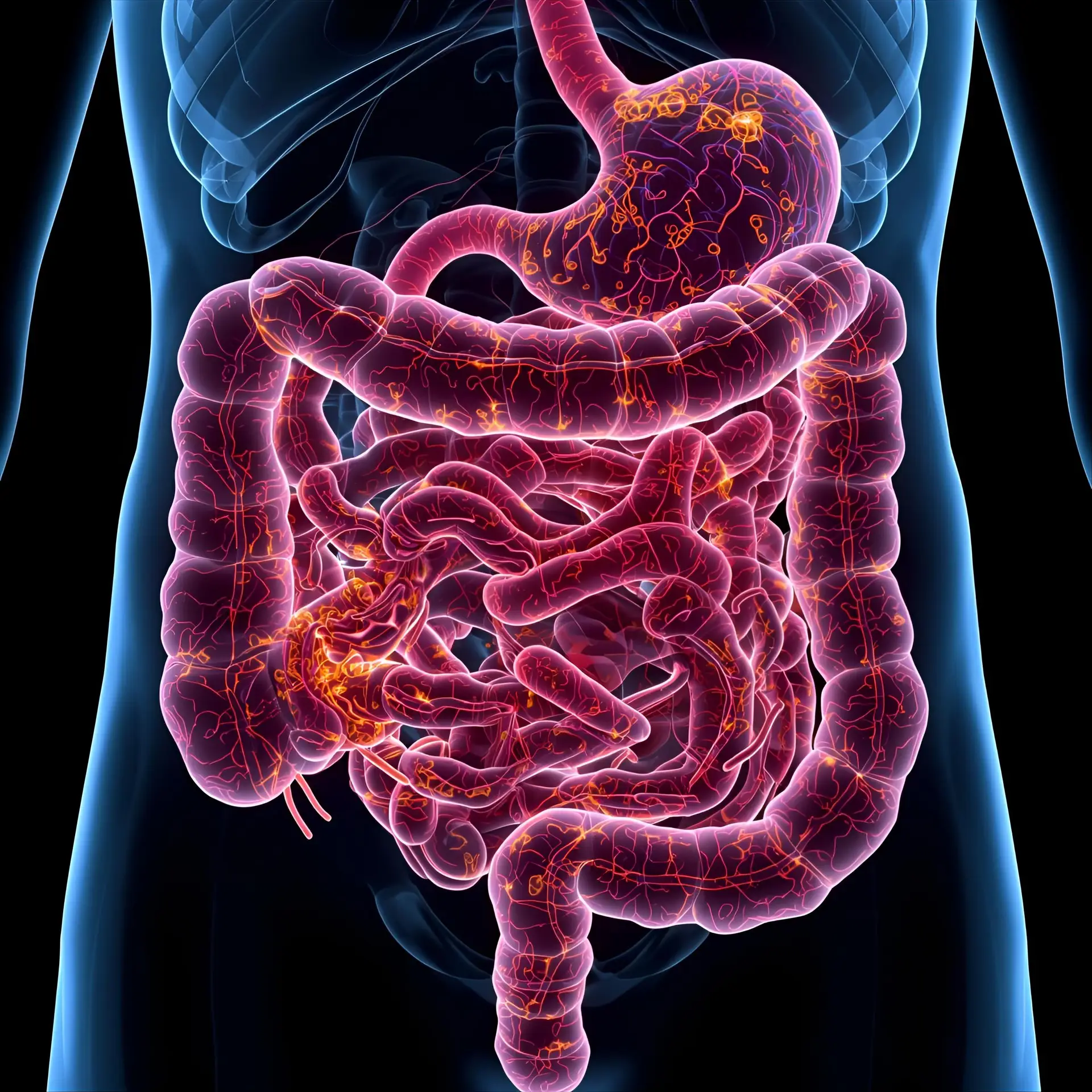 human gut